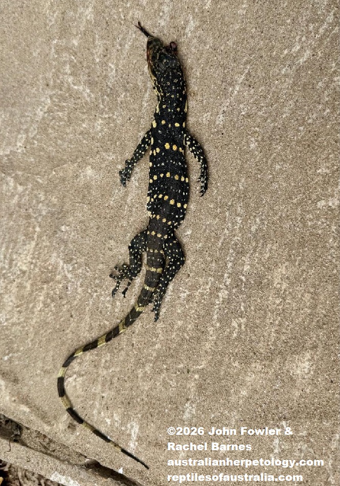 Road killed baby Sri Lanka Water Monitor (Varanus salvator salvator) photographed at Mirissa, Sri Lanka